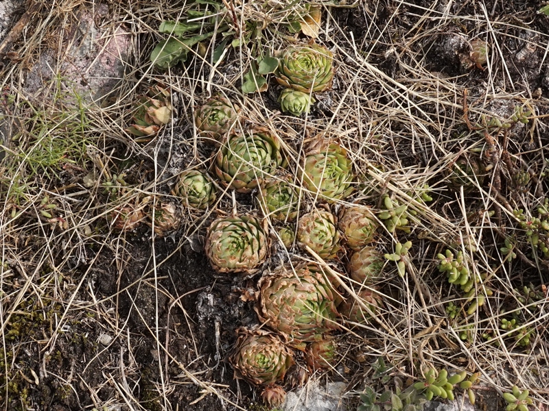 tectorum from Sarcatal