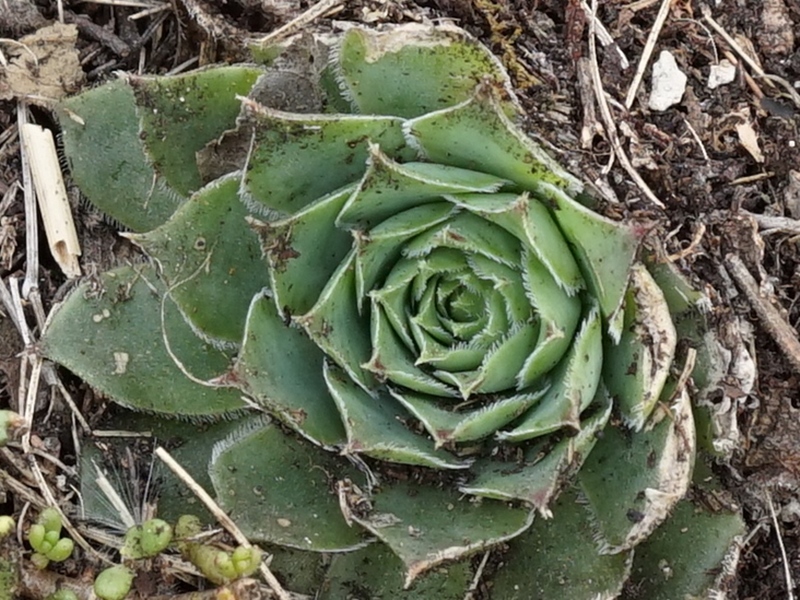 tectorum from Sarcatal