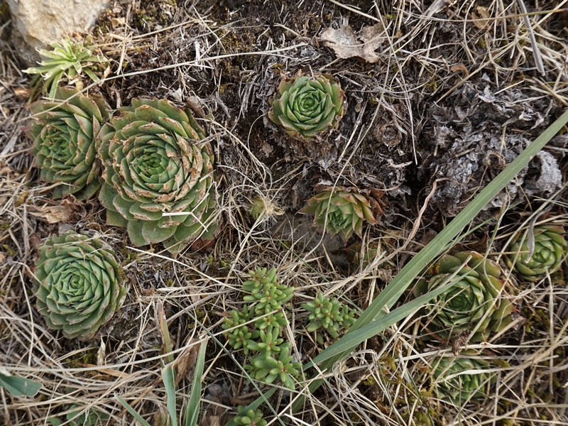 tectorum from Sarcatal