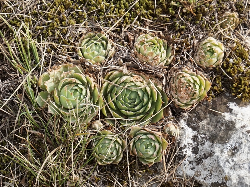 tectorum from Sarcatal