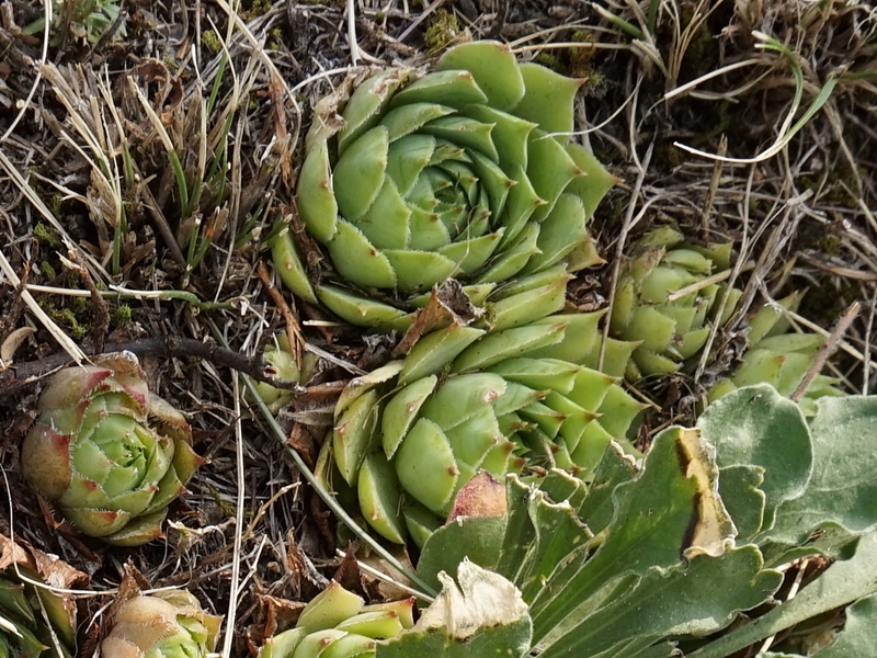 tectorum from Sarcatal