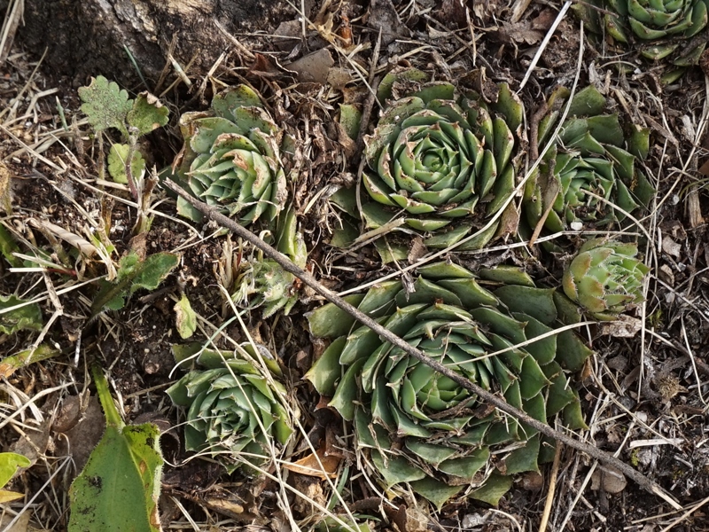 tectorum from Sarcatal
