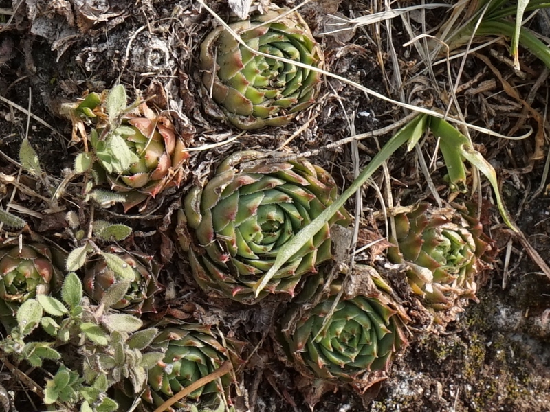 tectorum from Sarcatal