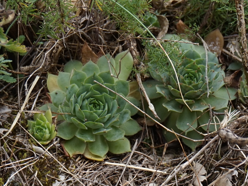 tectorum from Sarcatal