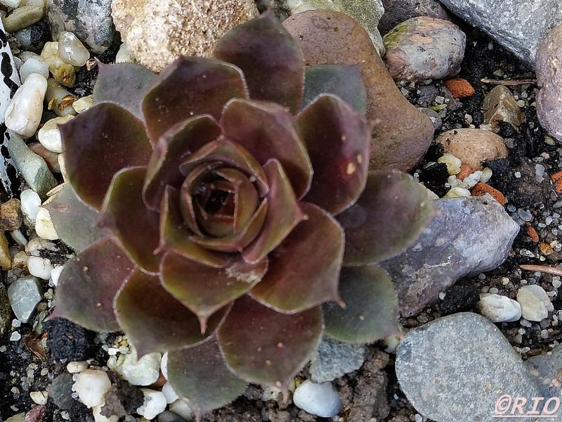 tectorum from Schwäbische Alb (Typ 1)