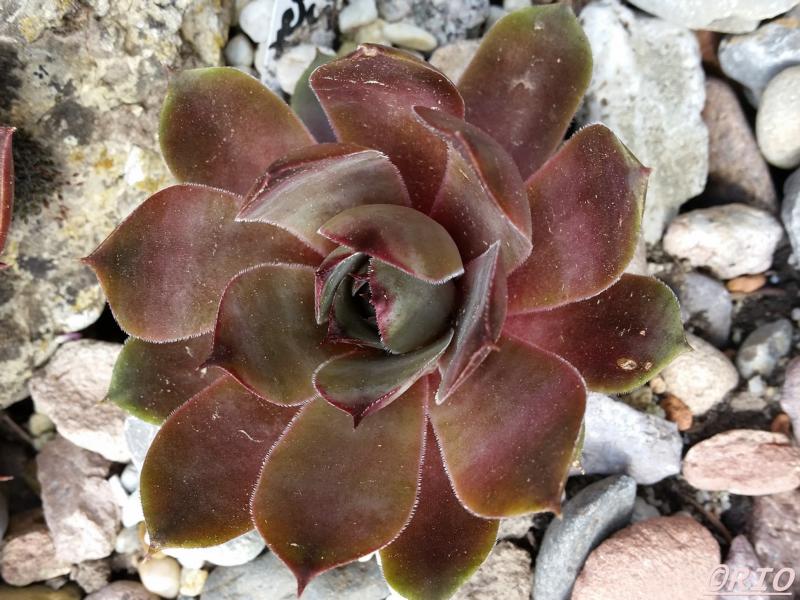 tectorum from Schwäbische Alb (Typ 1)