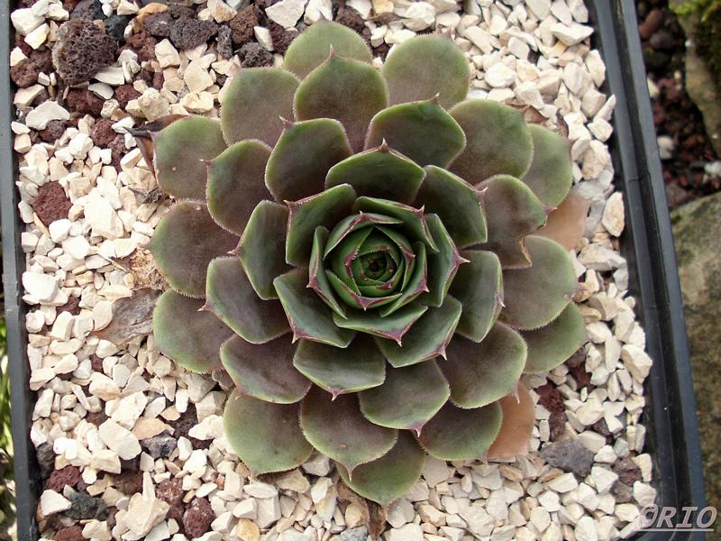 tectorum from Schwäbische Alb (Typ 1)