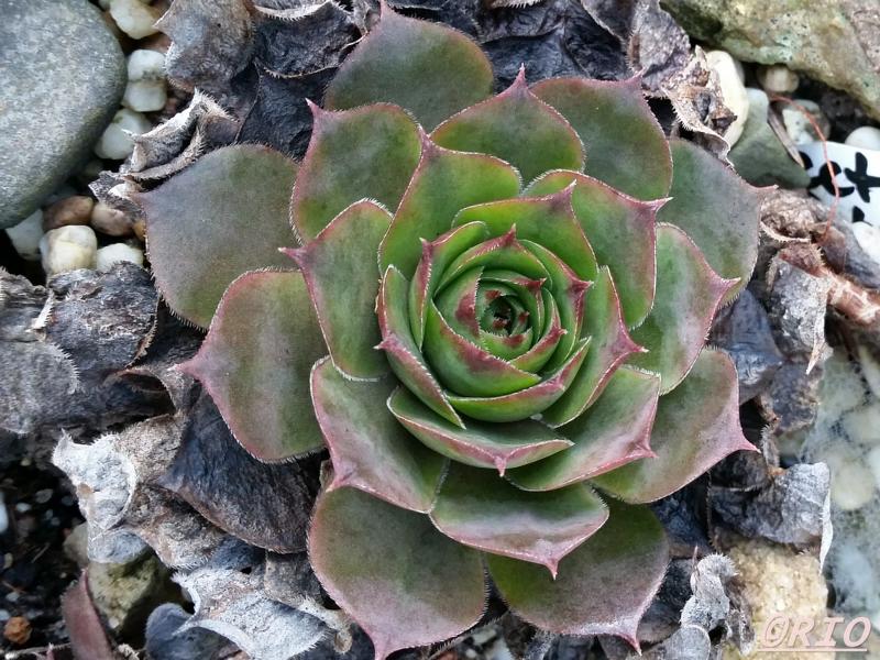 tectorum from Schwäbische Alb (Typ 1)