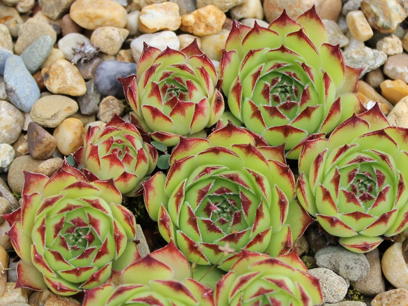 tectorum from Sierra del Cadi