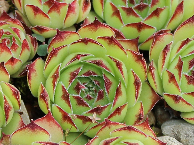 tectorum from Sierra del Cadi