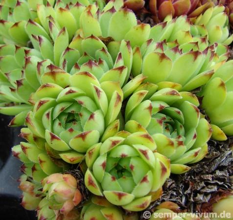 tectorum from Soldeu