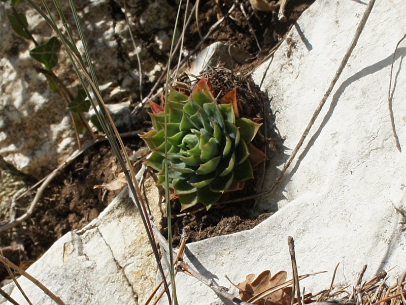 tectorum from Spiazzi