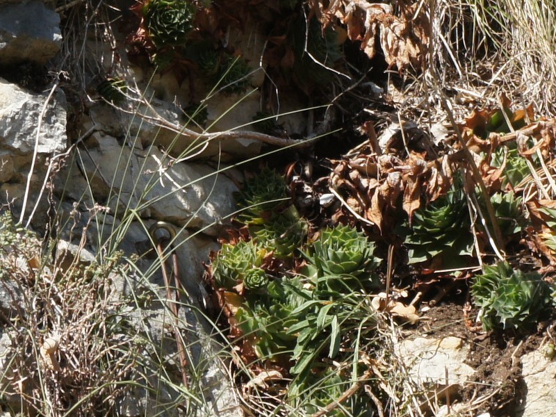 tectorum from Spiazzi