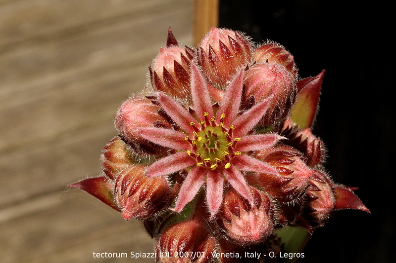 tectorum from Spiazzi