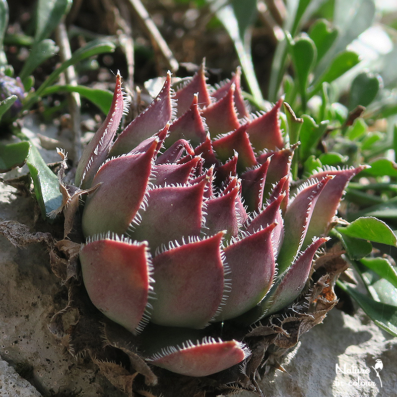 tectorum from Trnovski Gozd