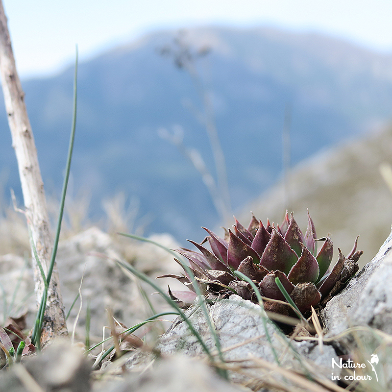 tectorum from Trnovski Gozd
