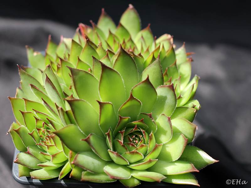 tectorum from Val Casterino