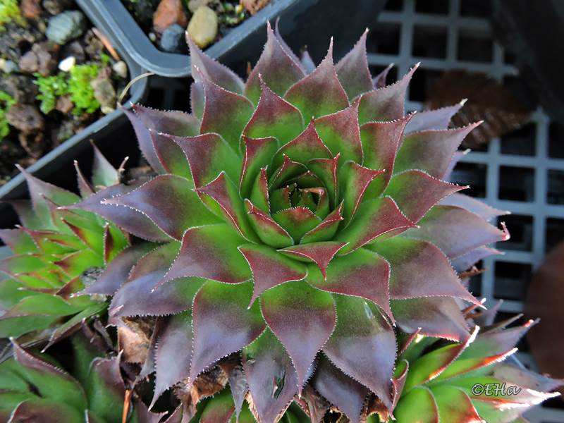 tectorum from Val Casterino