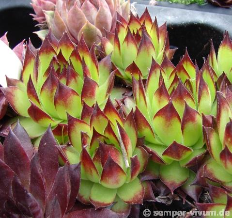 tectorum from Val Casterino