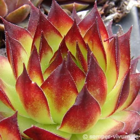tectorum from Val Casterino