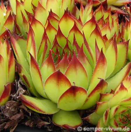 tectorum from Val Casterino