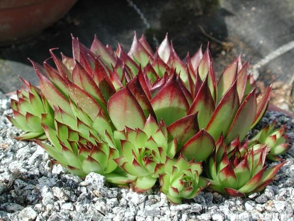 tectorum from Val Casterino