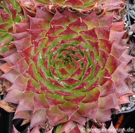 tectorum from Val Casterino