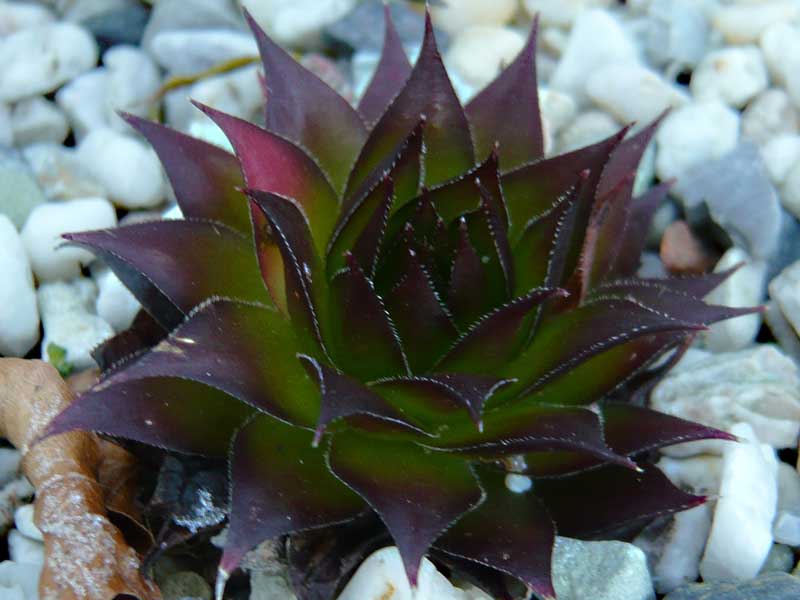 tectorum from Val Casterino