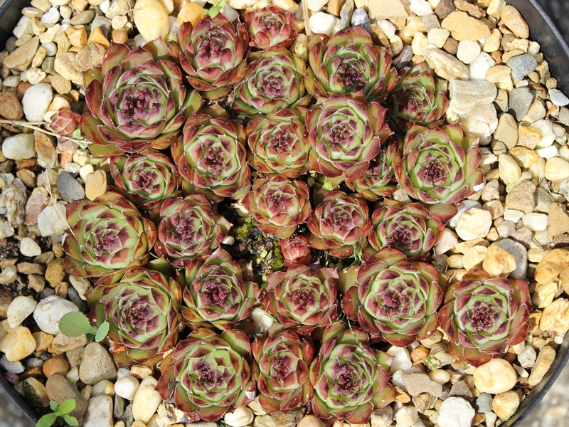 tectorum from Val dal Fain