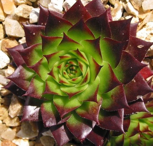 tectorum from Val Minera