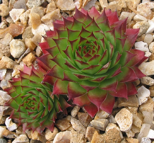 tectorum from Val Minera
