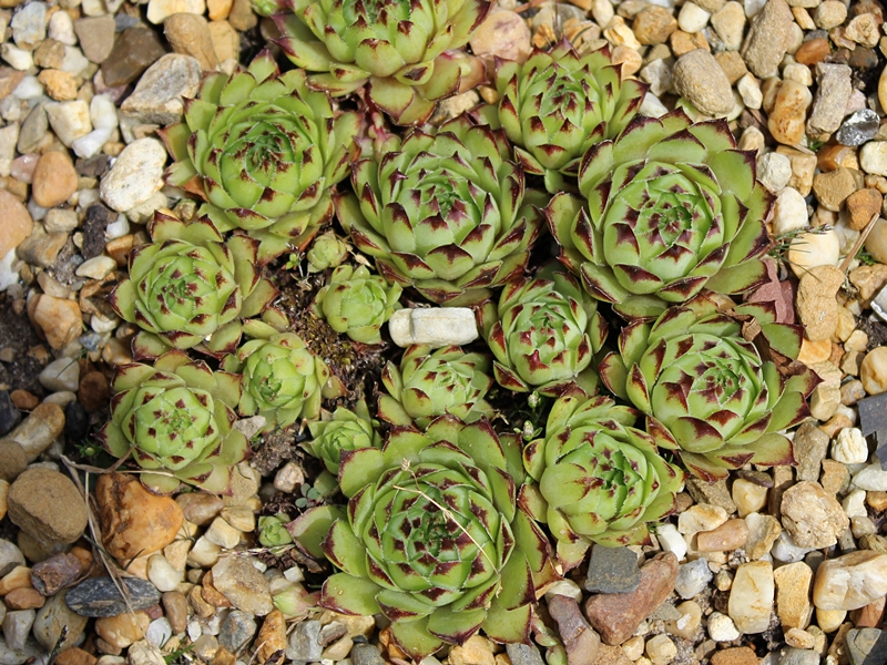 tectorum from Vallée du Lys