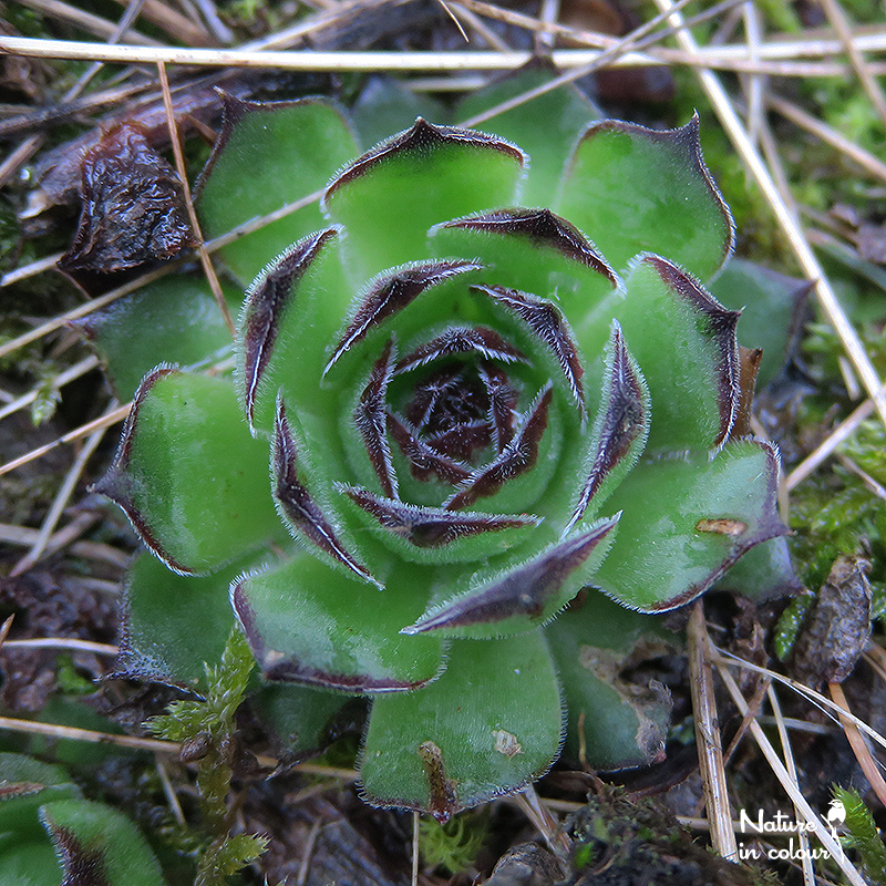 tectorum osti-jarej (nom. prov.)