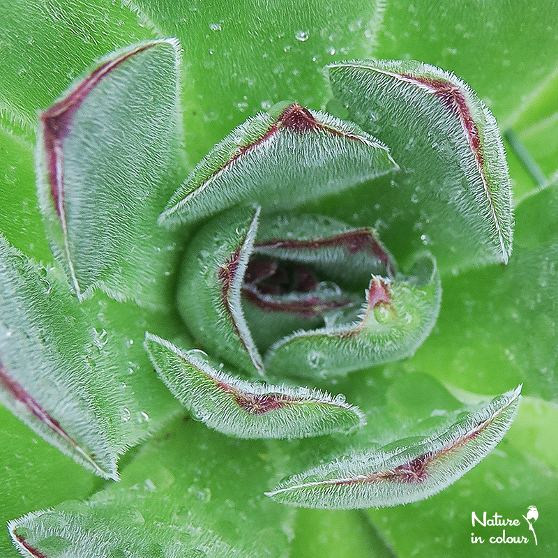tectorum osti-jarej (nom. prov.)