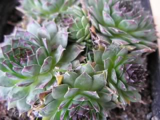 tectorum var. tectorum (boutignyanum) from Roc