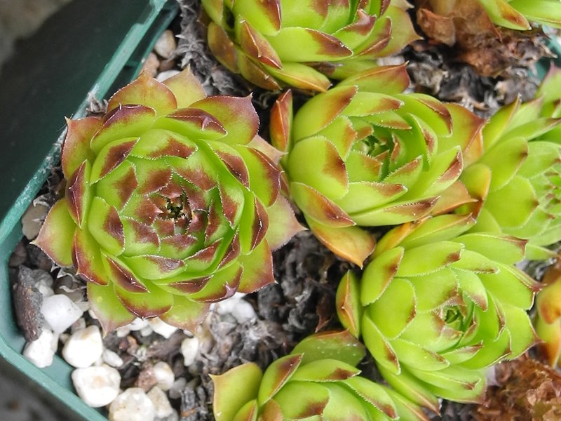 tectorum var. tectorum (boutignyanum) from Roc