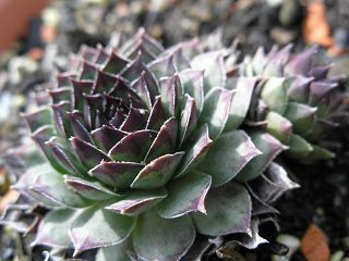 tectorum var. tectorum (boutignyanum) from Roc