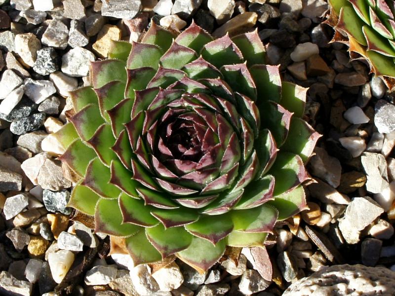 tectorum var. tectorum (boutignyanum) from Roc