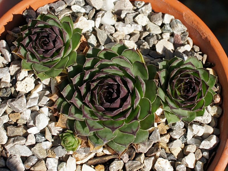 tectorum var. tectorum (boutignyanum) from Roc