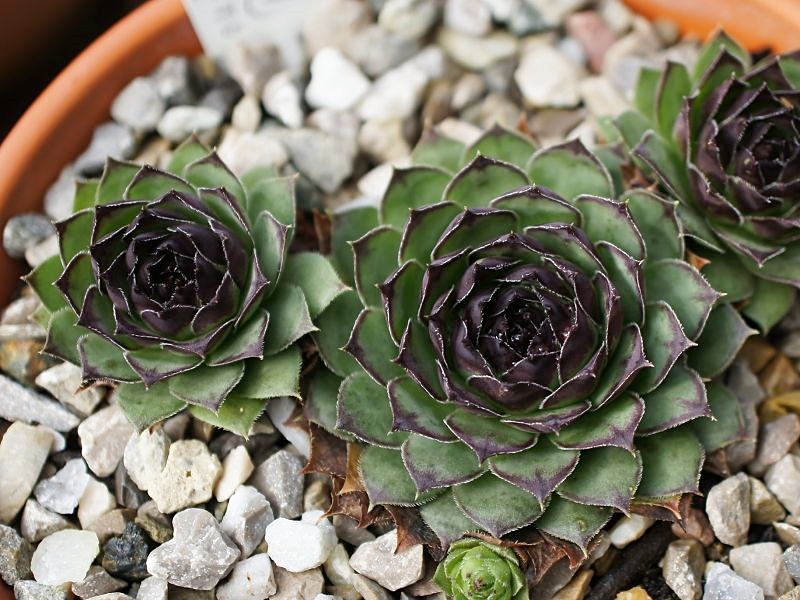 tectorum var. tectorum (boutignyanum) from Roc