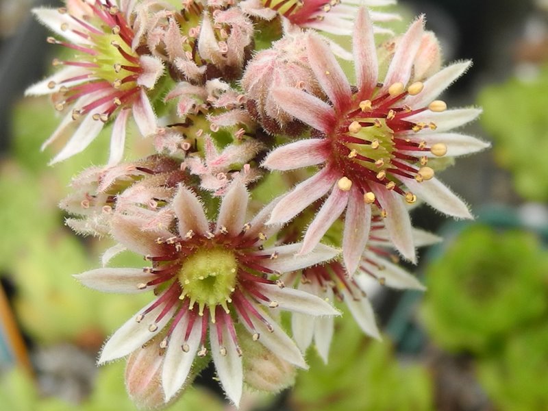 tectorum var. tectorum (boutignyanum) from Roc