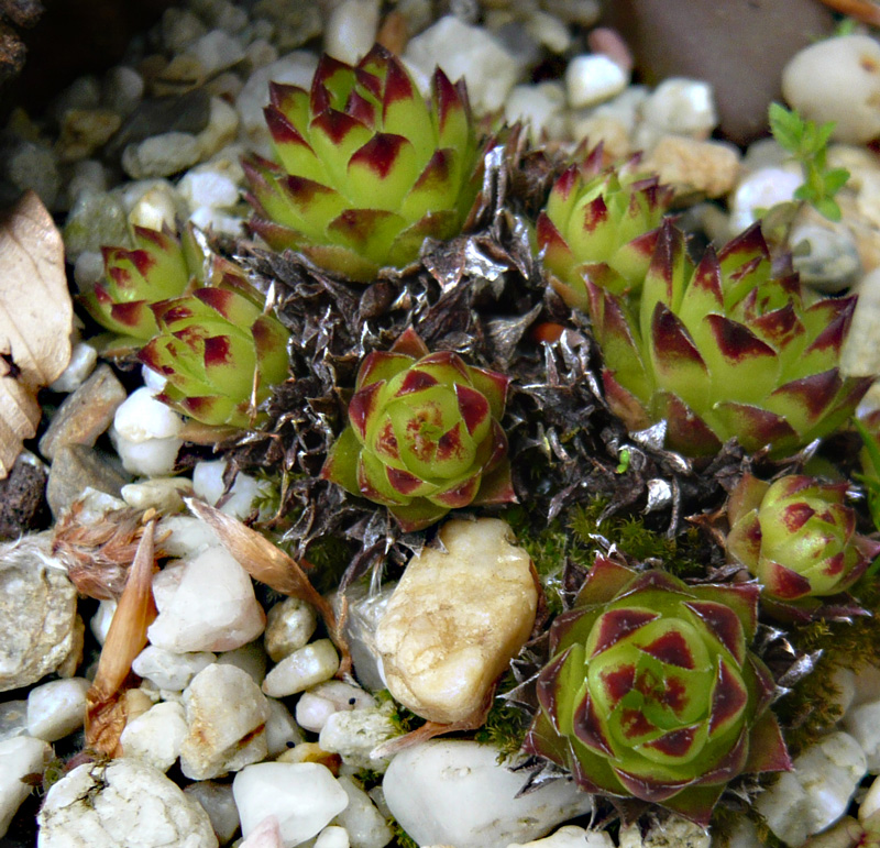 tectorum var. tectorum (boutignyanum) from Route de Tuixén