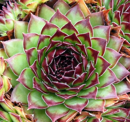 tectorum var. tectorum (boutignyanum) from Route de Tuixén