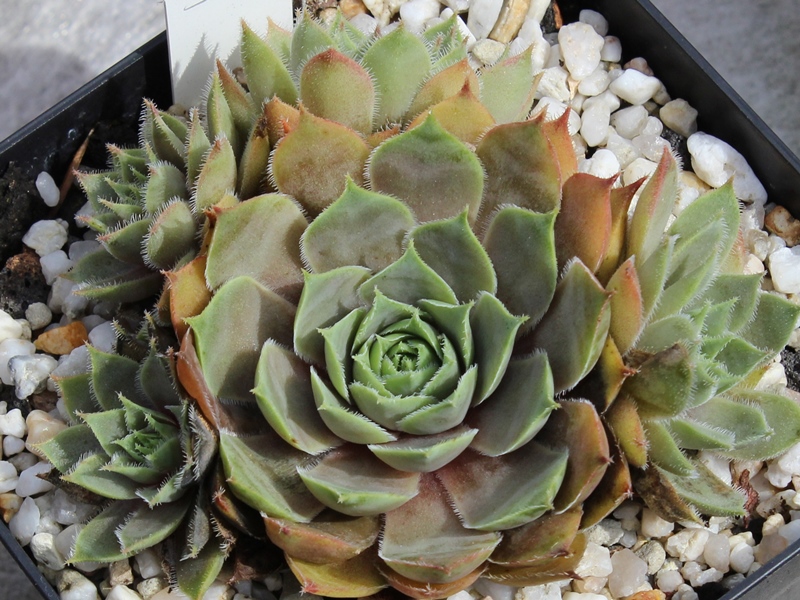 tectorum var. tectorum (cantalicum)