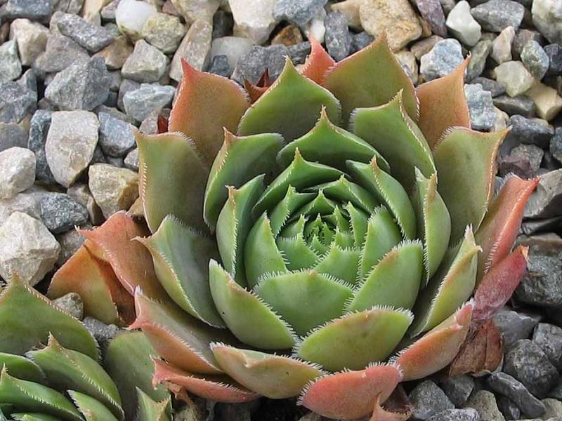 tectorum var. tectorum (cantalicum)