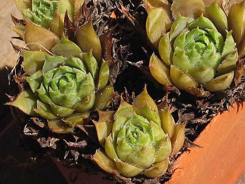 tectorum var. tectorum (cantalicum)