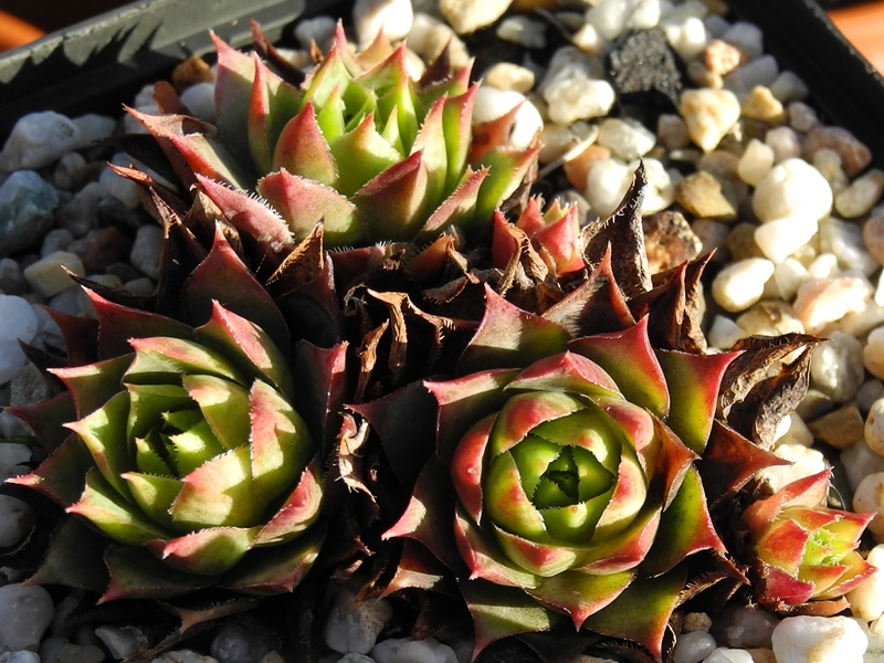 tectorum var. tectorum (cantalicum)