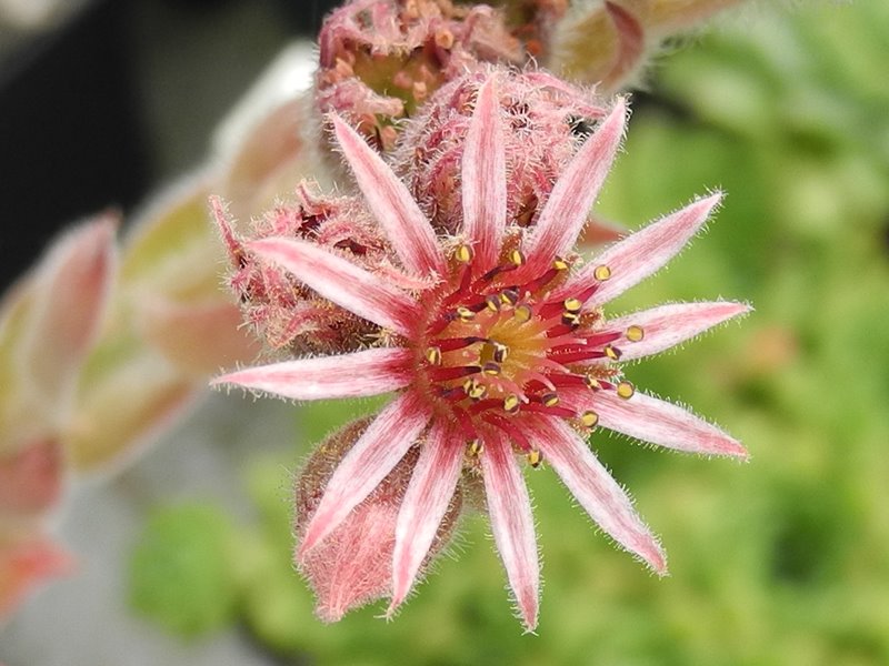 tectorum var. tectorum (cantalicum)