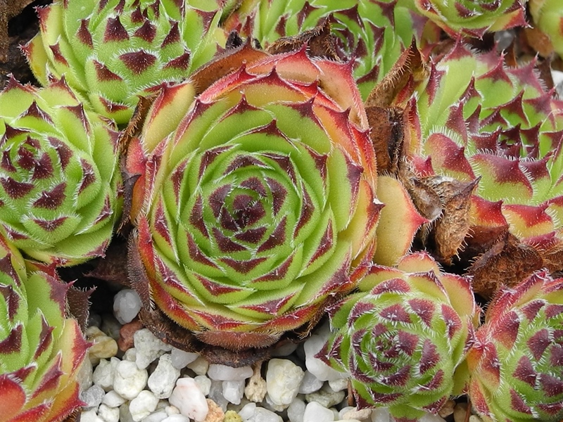 tectorum var. tectorum (erubescens)
