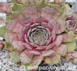 tectorum var. tectorum (decoloratum) Typ PH1014
